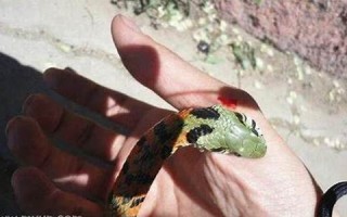 梦见蛇咬自己(然后把蛇打死了)